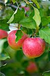 Red apples on the tree