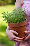 Oregano in a clay pot