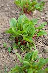 Red beet plants