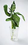 Fresh sage in a glass of water