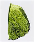 A leaf of savoy cabbage on a white surface