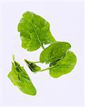 Spinach leaves against a white background