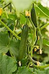 Cucumbers on the plant