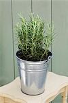 A pot of rosemary in a zinc bucket