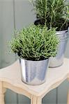 Thyme and rosemary in a zinc bucket