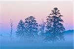 Trees (Black alder) in morning mist, Nature Reserve Moenchbruch, Moerfelden-Walldorf, Hesse, Germany, Europe