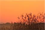 Silhouette of reeds just before sunrise, Nature Reserve Moenchbruch, Moerfelden-Walldorf, Hesse, Germany, Europe