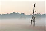 Dead tree in morning mist, Nature Reserve Moenchbruch, Moerfelden-Walldorf, Hesse, Germany, Europe