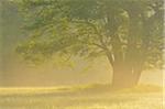 Tree (Black alder) in morning mist at sunrise, Nature Reserve Moenchbruch, Moerfelden-Walldorf, Hesse, Germany, Europe