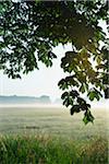 Branches of a chestnut tree and field in morning mist, Nature Reserve Moenchbruch, Moerfelden-Walldorf, Hesse, Germany, Europe