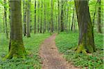 Path through Beech Forest, Hainich National Park, Thuringia, Germany, Europe