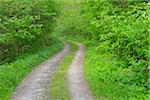 Path through Forest, Hainich National Park, Thuringia, Germany, Europe