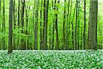 European Beech Forest (Fagus sylvatica) with Ramson (Allium ursinum), Hainich National Park, Thuringia, Germany, Europe