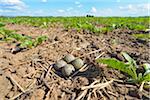 Nest with Eggs of a Lapwing (Vanellus vanellus) in sugar beet field in springtime, Hesse, Germany, Europe