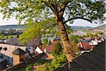 View of River Main and City of Miltenberg, Spring, Miltenberg, Spessart, Franconia, Bavaria, Germany
