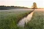 Tree in field in early morning light, Nature Reserve Moenchbruch, Moerfelden-Walldorf, Hesse, Germany, Europe