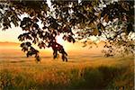 Chestnut tree branches and field at sunrise, Nature Reserve Moenchbruch, Moerfelden-Walldorf, Hesse, Germany, Europe