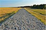 Dike Path, Plogshagen in Summer, Baltic Island of Hiddensee, Baltic Sea, Western Pomerania, Germany