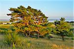 Pine Tree at Dornbusch, Summer, Baltic Island of Hiddensee, Baltic Sea, Western Pomerania, Germany