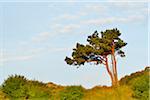 Pine Tree on Dornbusch, Summer, Baltic Island of Hiddensee, Baltic Sea, Western Pomerania, Germany
