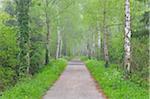 Path with Morning Mist, Spring, Mondfeld, Mainfranken, Franconia, Baden Wurttemberg, Germany