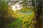 Path in the Morning with Sunlight, Mondfeld, Mainfranken, Franconia, Baden Wurttemberg, Germany