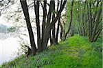 Path by the River Main in the Morning, Dorfprozelten, Spessart, Franconia, Bavaria, Germany