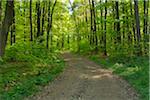 Forest Path in the Spring, Eichelsbach, Spessart, Franconia, Bavaria, Germany