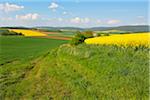 Countryside with Canola Fields in the Spring, Schmachtenberg, Spessart, Franconia, Bavaria, Germany