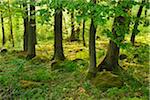 Forest in the Spring, Vogelsberg District, Hesse, Germany