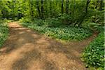 Forked Path with Blooming Wild Garlic, Spring, Bulau, Erlensee, Hanau, Hesse, Germany