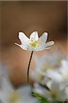 Close-up of wood anemone (Anemone nemorosa) blooming in a forest in spring, Bavaria, Germany