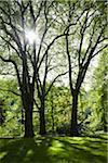 Trees in a park with sunlight in springtime, Germany