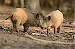Close-up of two wild boar or wild pig (Sus scrofa) in a forest in spring, Bavarian Forest National Park, Bavaria, Germany
