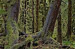 Moss-covered tree trunks in the rainforest, Olympic National Park, UNESCO World Heritage Site, Washington, United States of America, North America