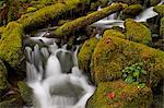 Cascades through moss-covered boulders, Olympic National Park, UNESCO World Heritage Site, Washington, United States of America, North America