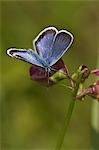 Butterfly perching on narrow-leaved everlasting-pea flower, Sweden