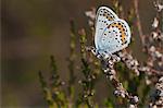 Silver-studded blue butterfly perching on heather, Sweden