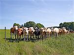 Cows on pasture, Bohuslan, Sweden