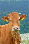 Close-up Portrait of Cow, Miltenberg, Bavaria, Germany, Europe