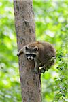 Raccoon (Procyon lotor) on Tree, Hesse, Germany, Europe