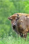 Portrait of European Bison (Bison bonasus), Hesse, Germany, Europe