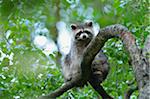 Portrait of Raccoon (Procyon lotor) in Tree, Hesse, Germany, Europe