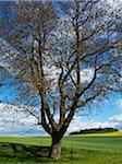 Tree with cornfields, Wesser Hills, North Rhine-Westphalia, Germany