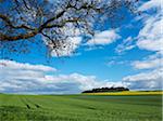 Corn fields in Weser Hills, North Rhine-Westphalia, Germany