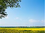 Wind turbines with canola field in foreground, Weser Hills, North Rhine-Westphalia, Germany