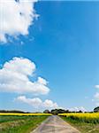 Farm road with corn fields and canola fields, Weser Hills, North Rhine-Westphalia, Germany