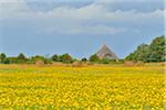 Blooming Meadow and House with Reed Roof in the Summer, Vitte, Baltic Island of Hiddensee, Baltic Sea Island, Western Pomerania, Germany