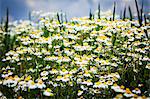 A field of camomile flowers