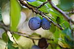 Plums on the tree (close-up)